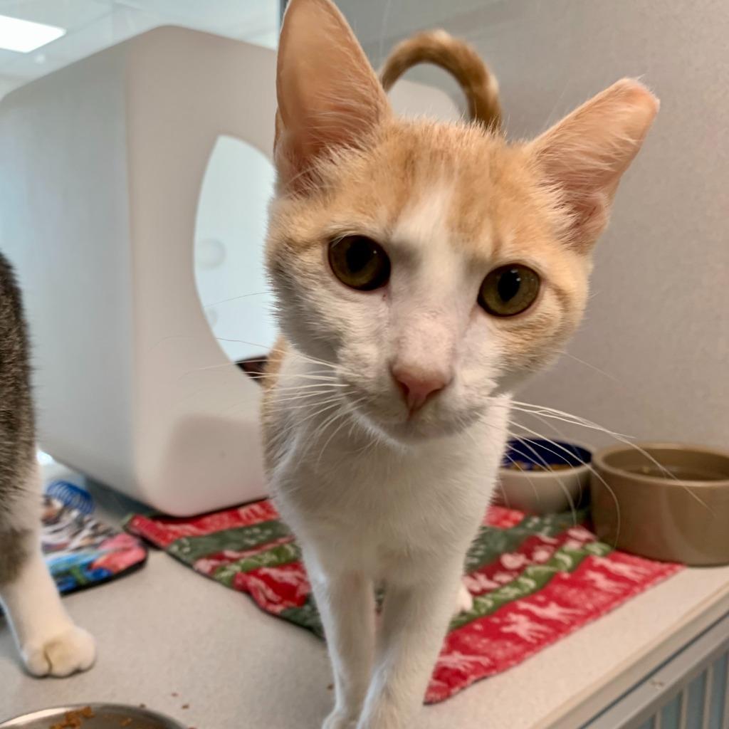 Star (and Makana), Adoptable, Kitten Female Domestic Short Hair.