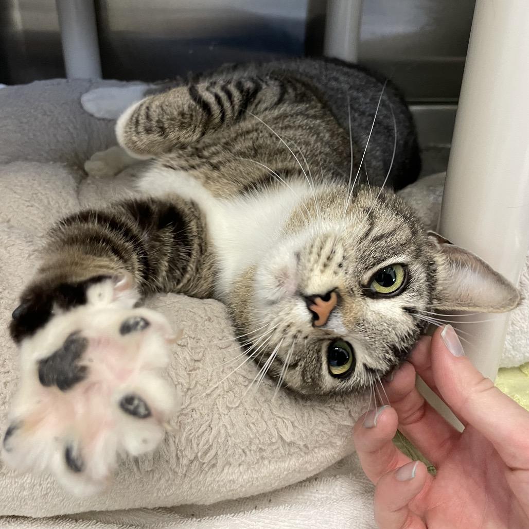 Pat Benatar, Adoptable, Adult Female Domestic Short Hair.