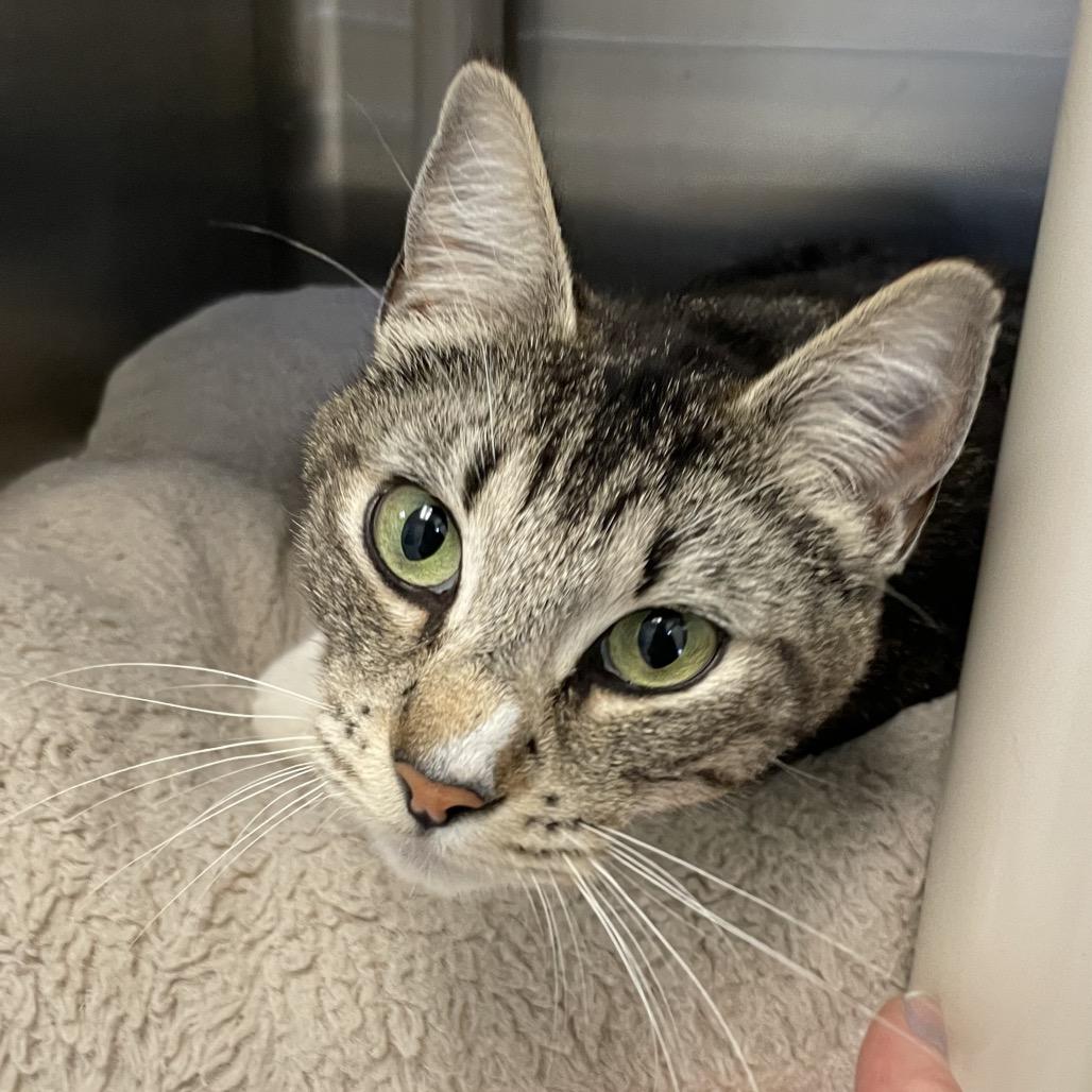 Enlarge Pat Benatar, a Adoptable Domestic Short Hair in Enfield, NH image 2/2