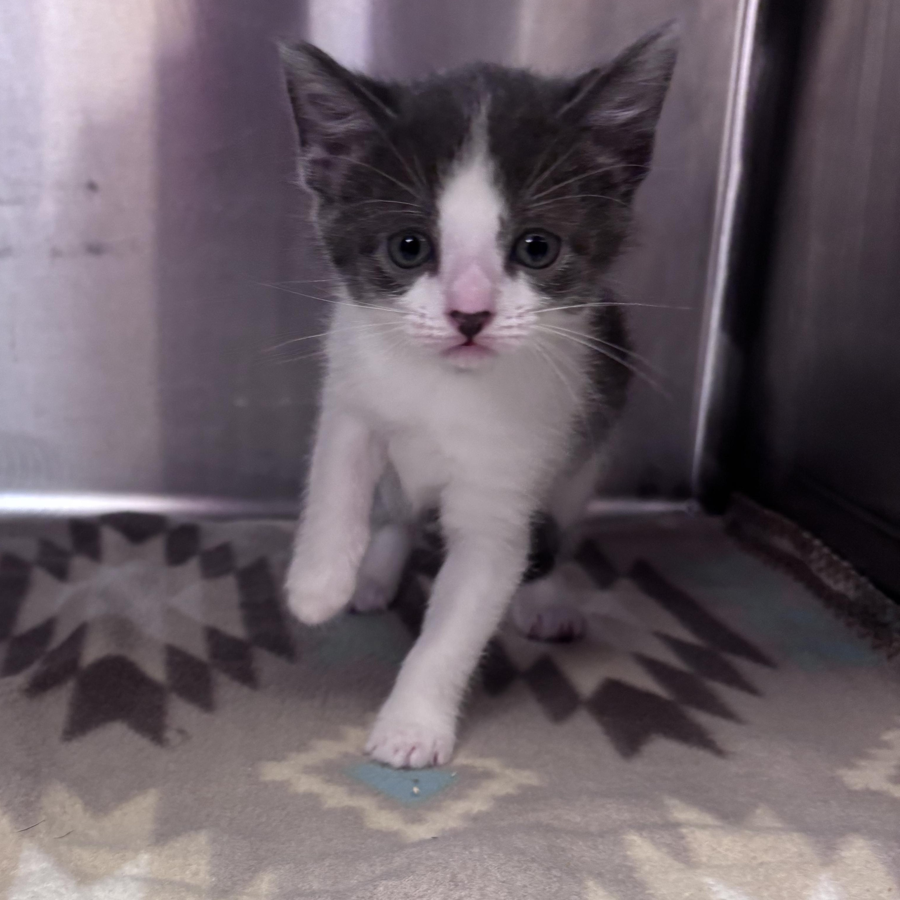 Piper (Coming Soon...), adopted, Kitten Female Domestic Short Hair.