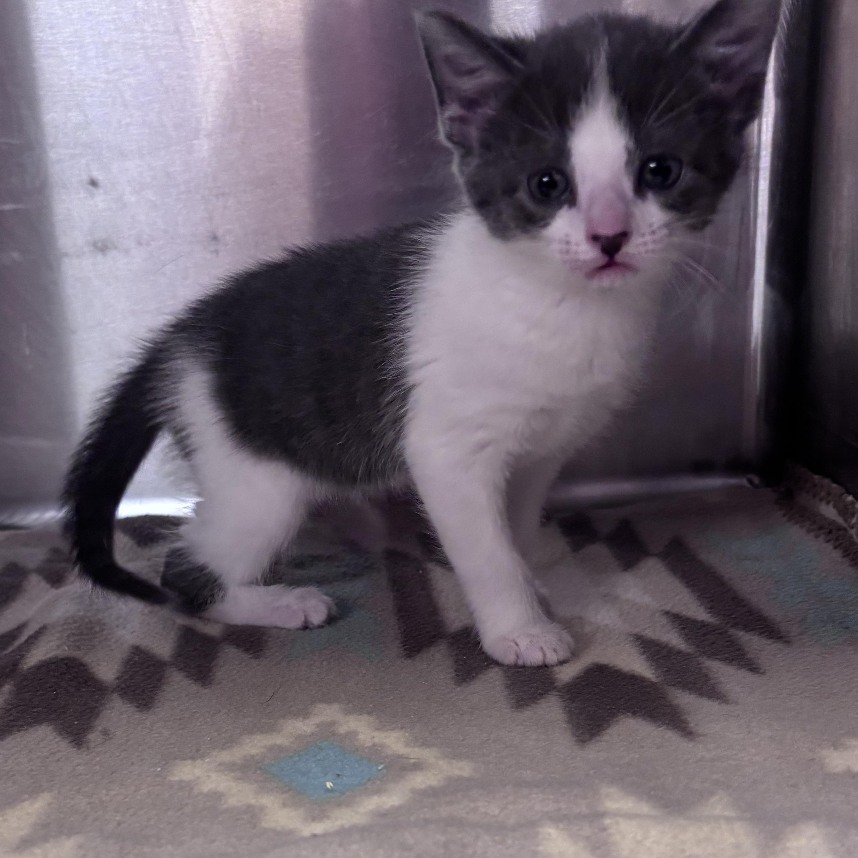 Piper (Coming Soon...), an adopted Domestic Short Hair in Acworth, GA image 3/3