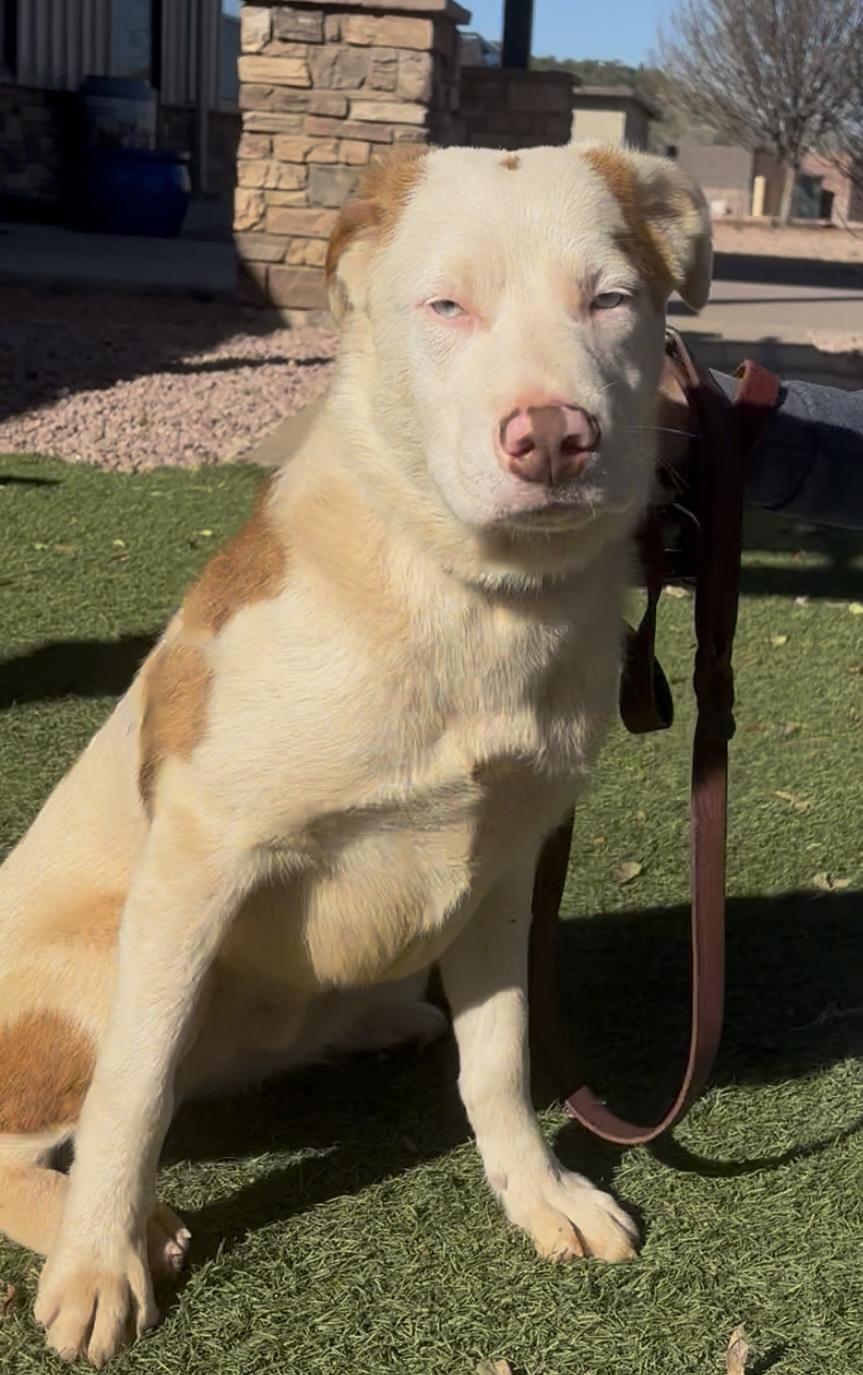 Enlarge Pumpkin, an adopted mixed breed in Payson, AZ image 3/3
