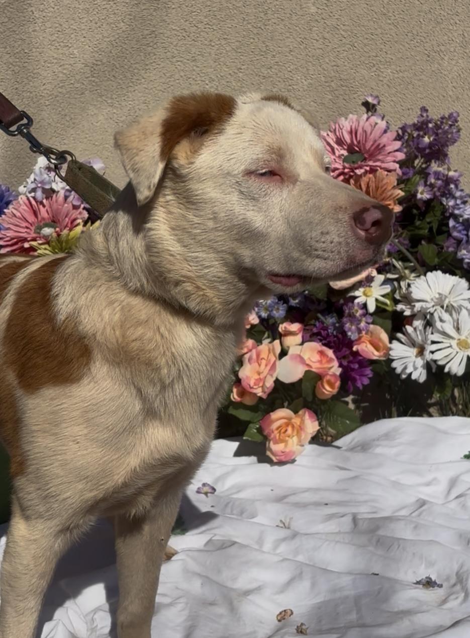 Enlarge Pumpkin, an adopted mixed breed in Payson, AZ image 2/3