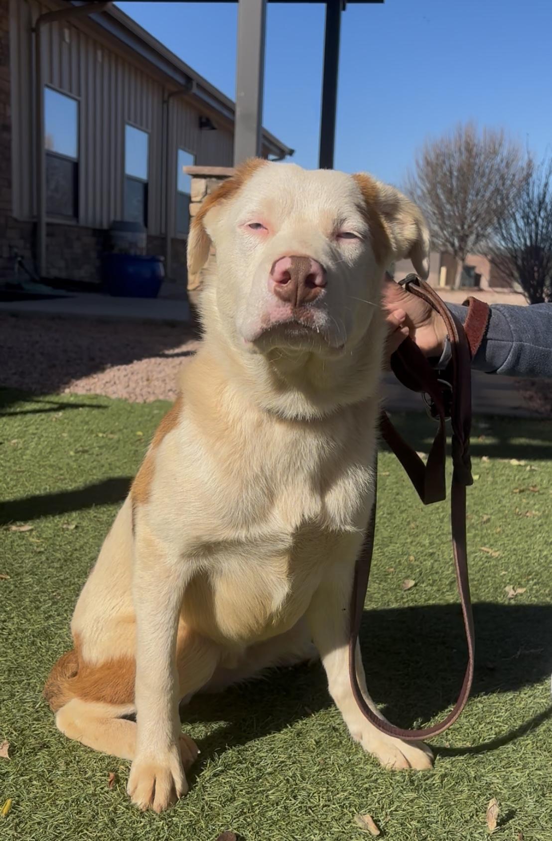 Pumpkin, adopted, Young Male Beagle & Australian Cattle Dog / Blue Heeler.