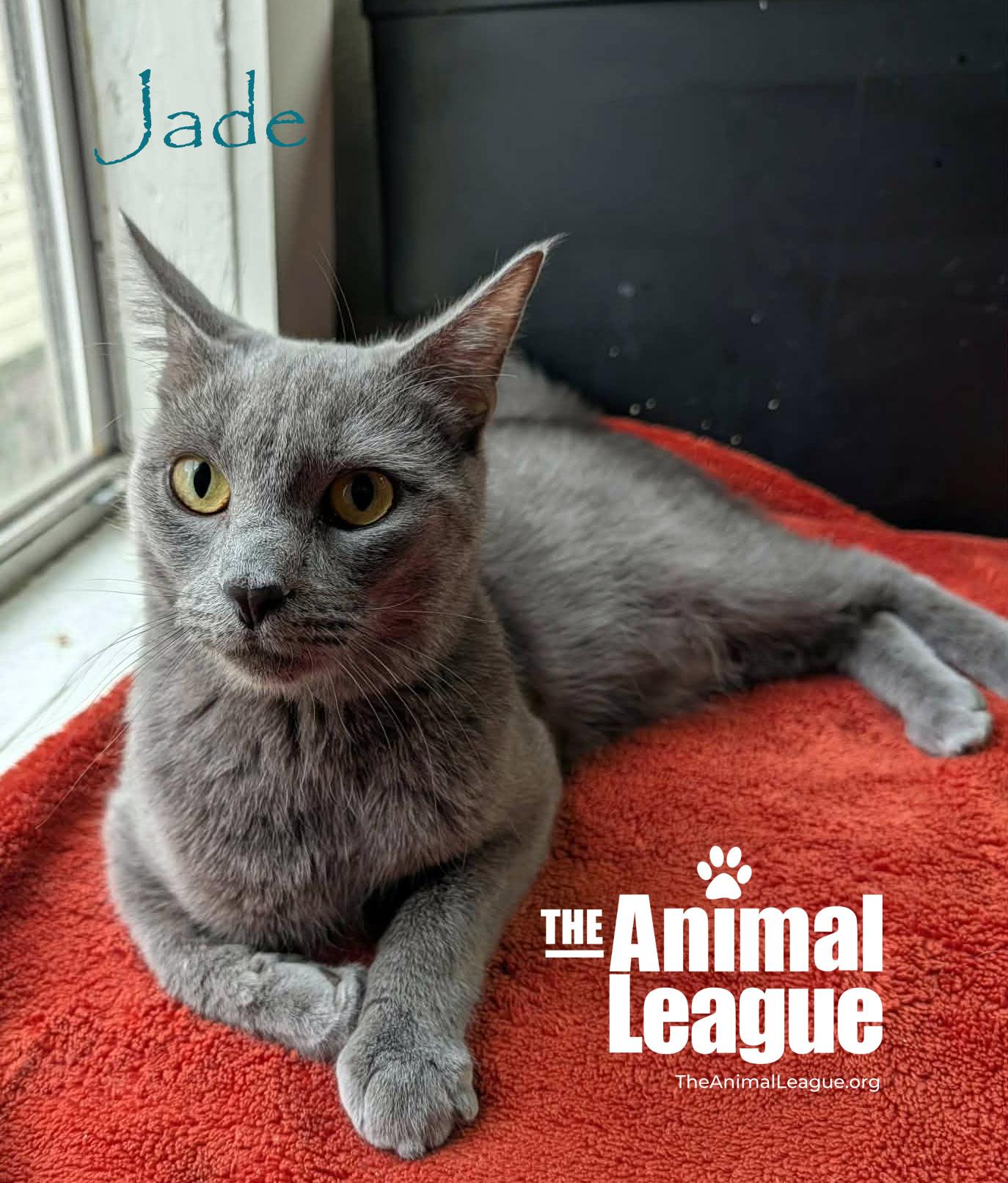 Jade, a ADOPTABLE Russian Blue in Groveland, FL image 1/3