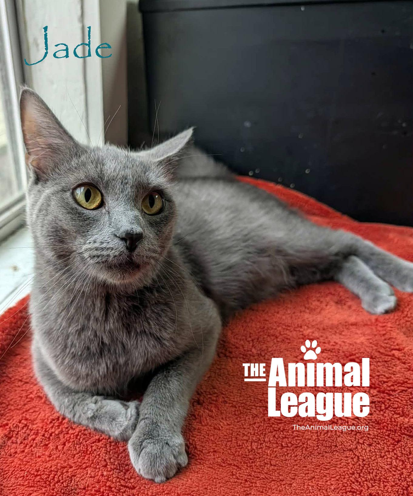 Jade, a ADOPTABLE Russian Blue in Groveland, FL image 3/3