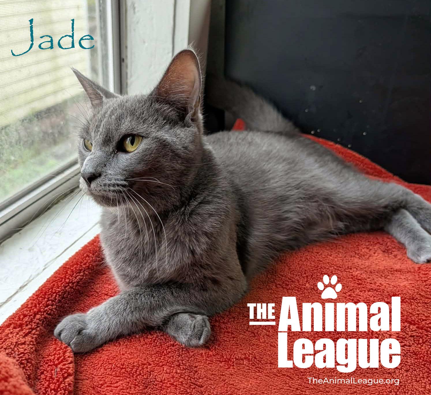 Jade, a ADOPTABLE Russian Blue in Groveland, FL image 2/3