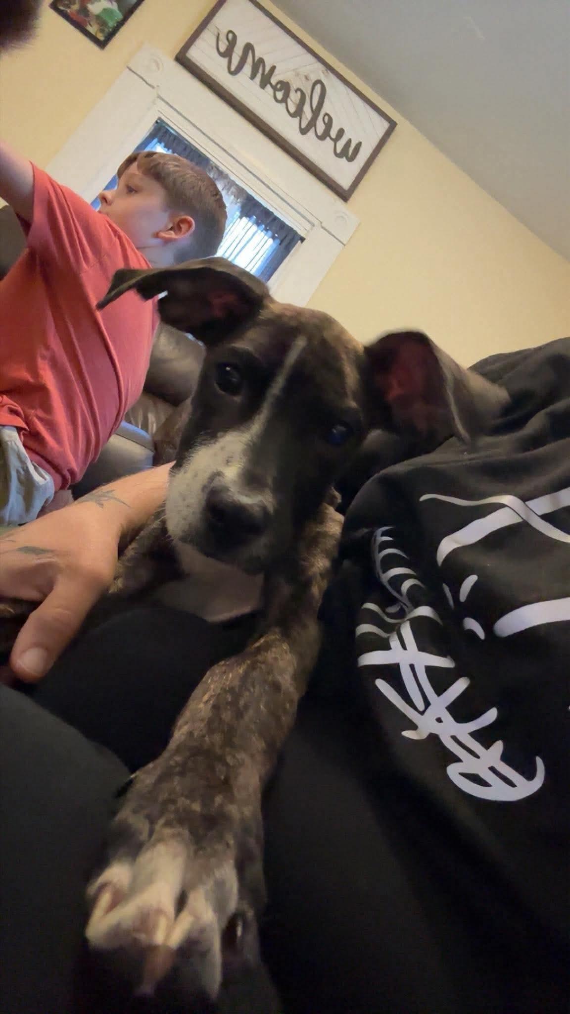 Hoover, Adoptable, Young Male Boxer.