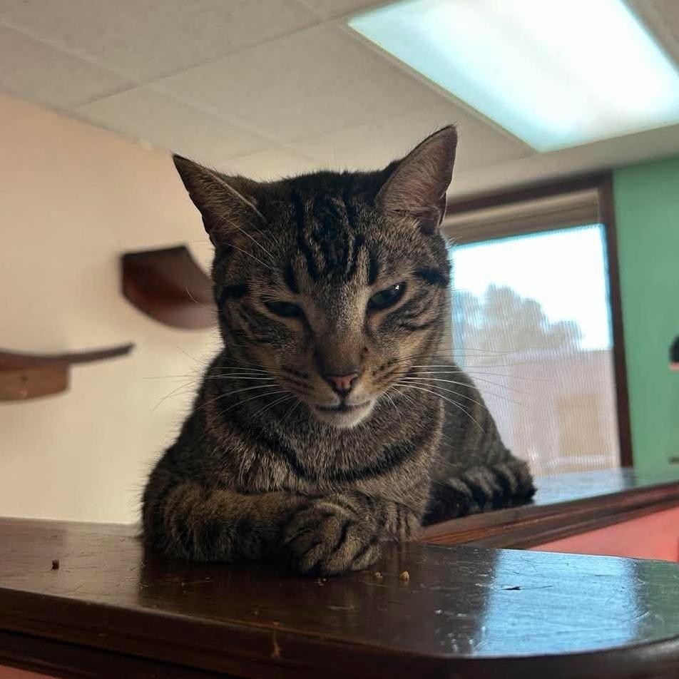 Larry, Adoptable, Adult Male Domestic Short Hair.