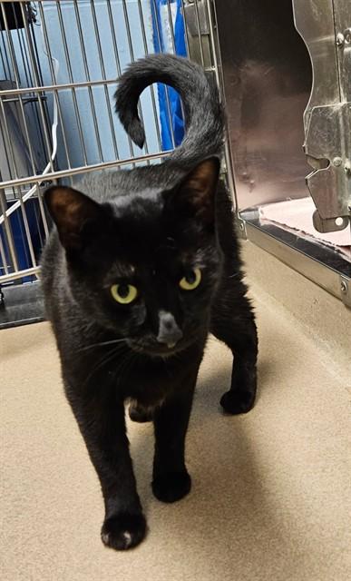 TENEN, Adoptable, Adult Female Domestic Short Hair.