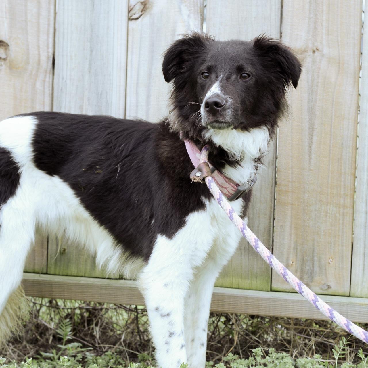 Fage — thumbnail 2