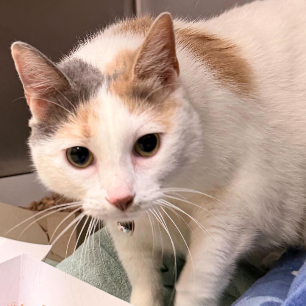 Mia, Adoptable, Adult Female Domestic Short Hair.