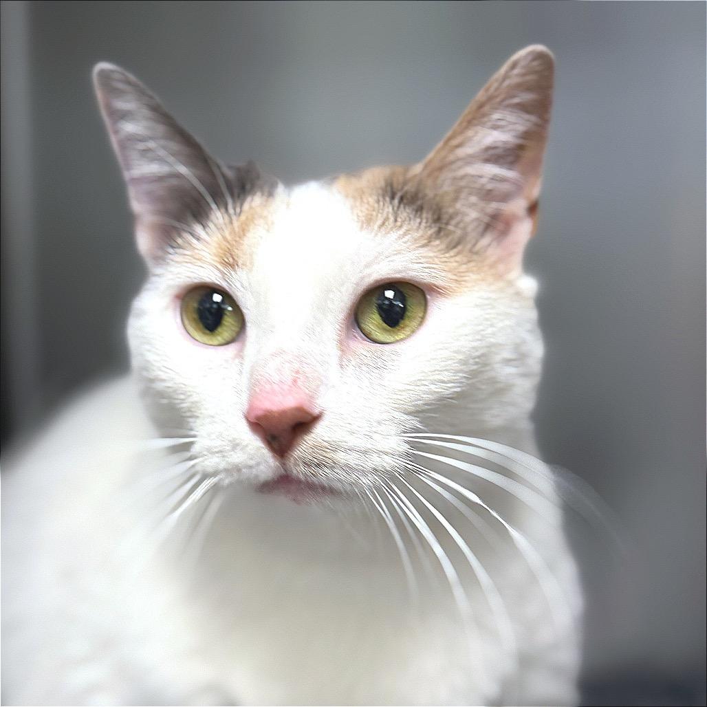 Mia, a Adoptable Domestic Short Hair in Perkiomenville, PA image 2/2