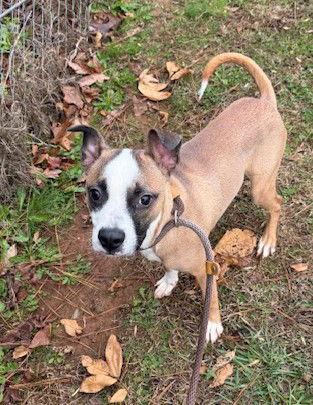 Watson, Adoptable, Young Male Terrier.