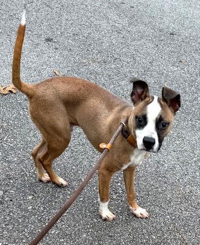 Enlarge Watson, a Adoptable Terrier in Carrollton, GA image 2/3