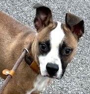 Enlarge Watson, a Adoptable Terrier in Carrollton, GA image 3/3