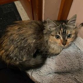 Miracle, a Adopted American Shorthair in San Jose, CA image 1/6