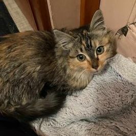 Miracle, a Adopted American Shorthair in San Jose, CA image 2/6