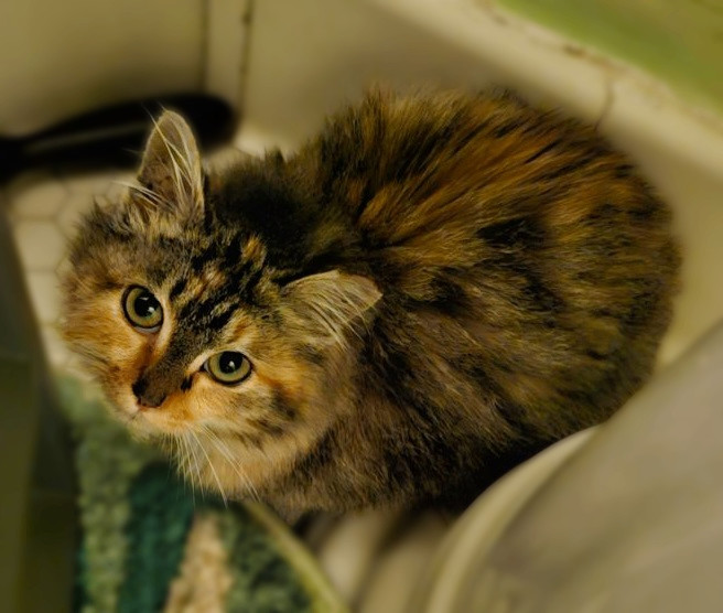 Miracle, a Adopted American Shorthair in San Jose, CA image 3/6