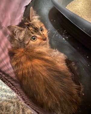 Miracle, a Adopted American Shorthair in San Jose, CA image 4/6