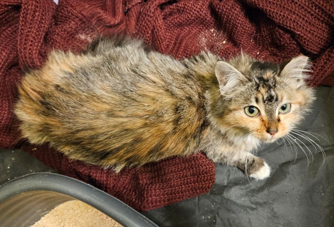 Miracle, a Adopted American Shorthair in San Jose, CA image 5/6