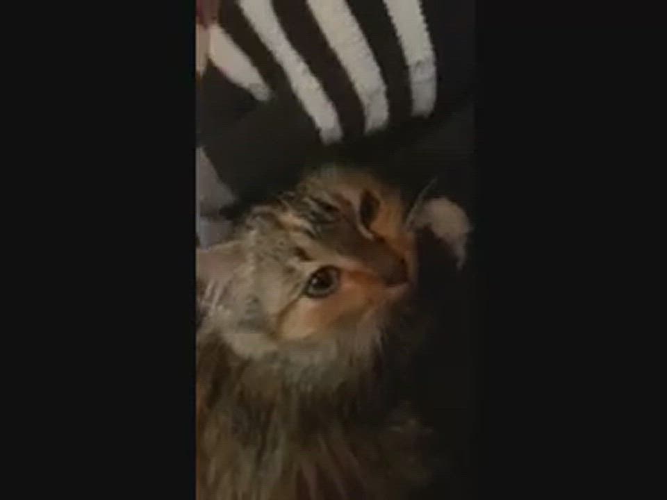 Enlarge Miracle, a Adopted American Shorthair in San Jose, CA video 6/6