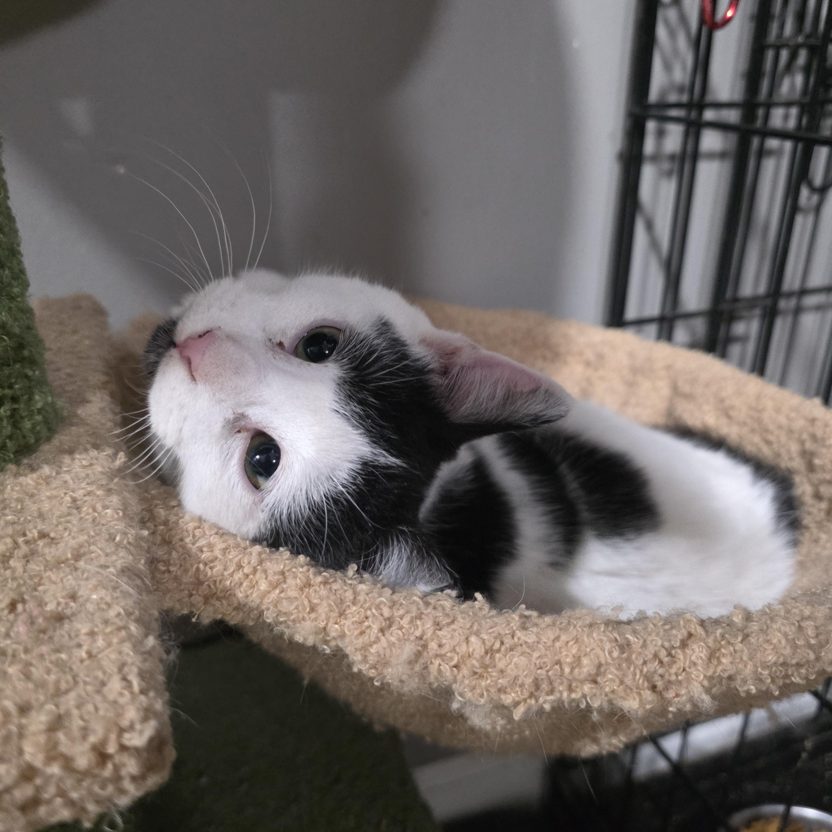 Nymphos , a Adoptable mixed breed in Mastic beach, NY image 3/3