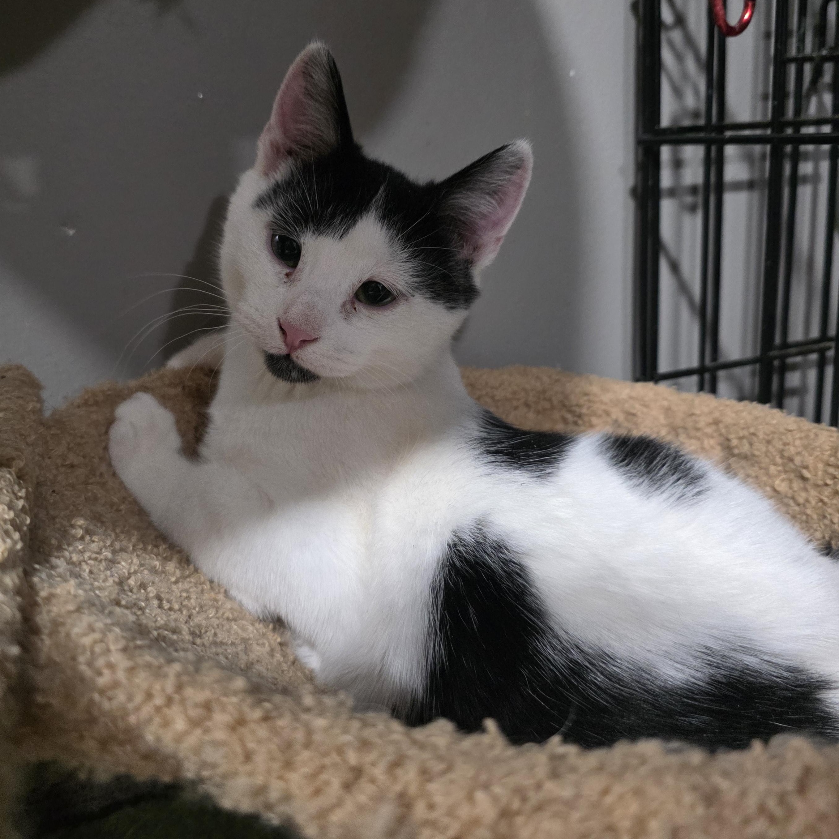 Nymphos , a Adoptable mixed breed in Mastic beach, NY image 1/3