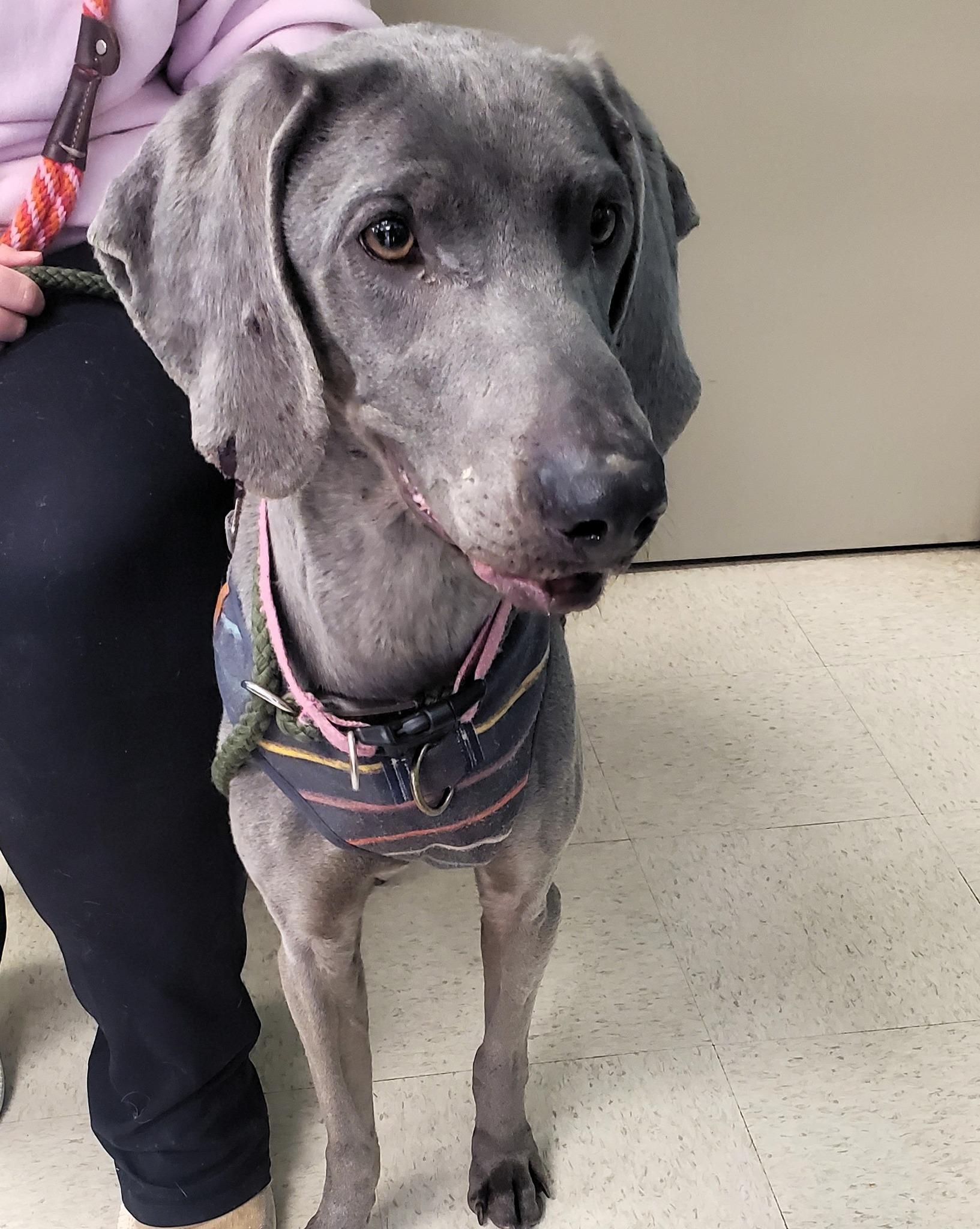 Roxy, Adoptable, Adult Female Weimaraner.