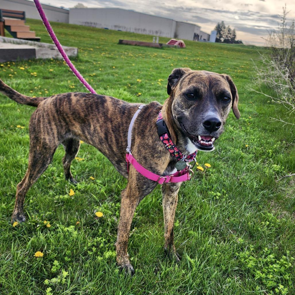 Enlarge Penny, a Adoptable Mixed Breed in Waukesha, WI image 2/5