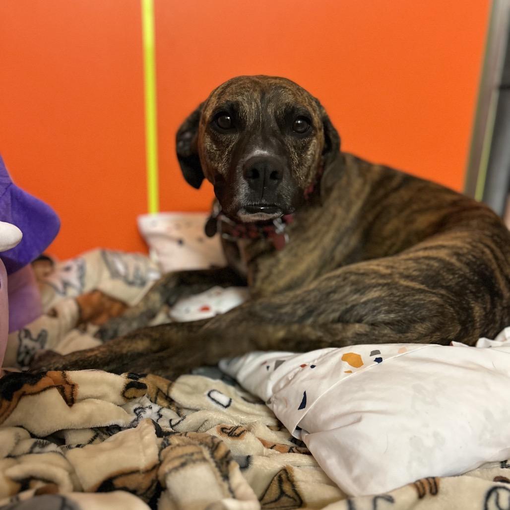 Enlarge Penny, a Adoptable Mixed Breed in Waukesha, WI image 4/5