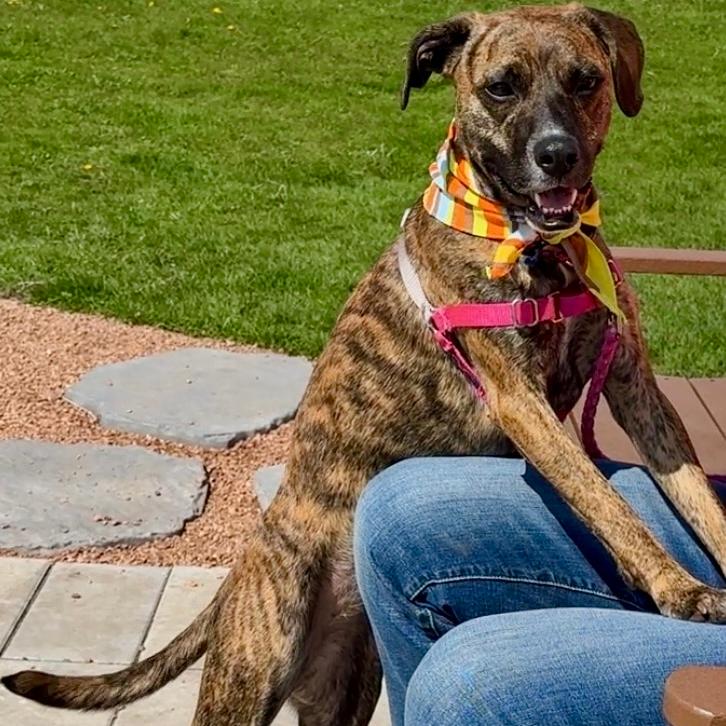 Enlarge Penny, a Adoptable Mixed Breed in Waukesha, WI image 5/5