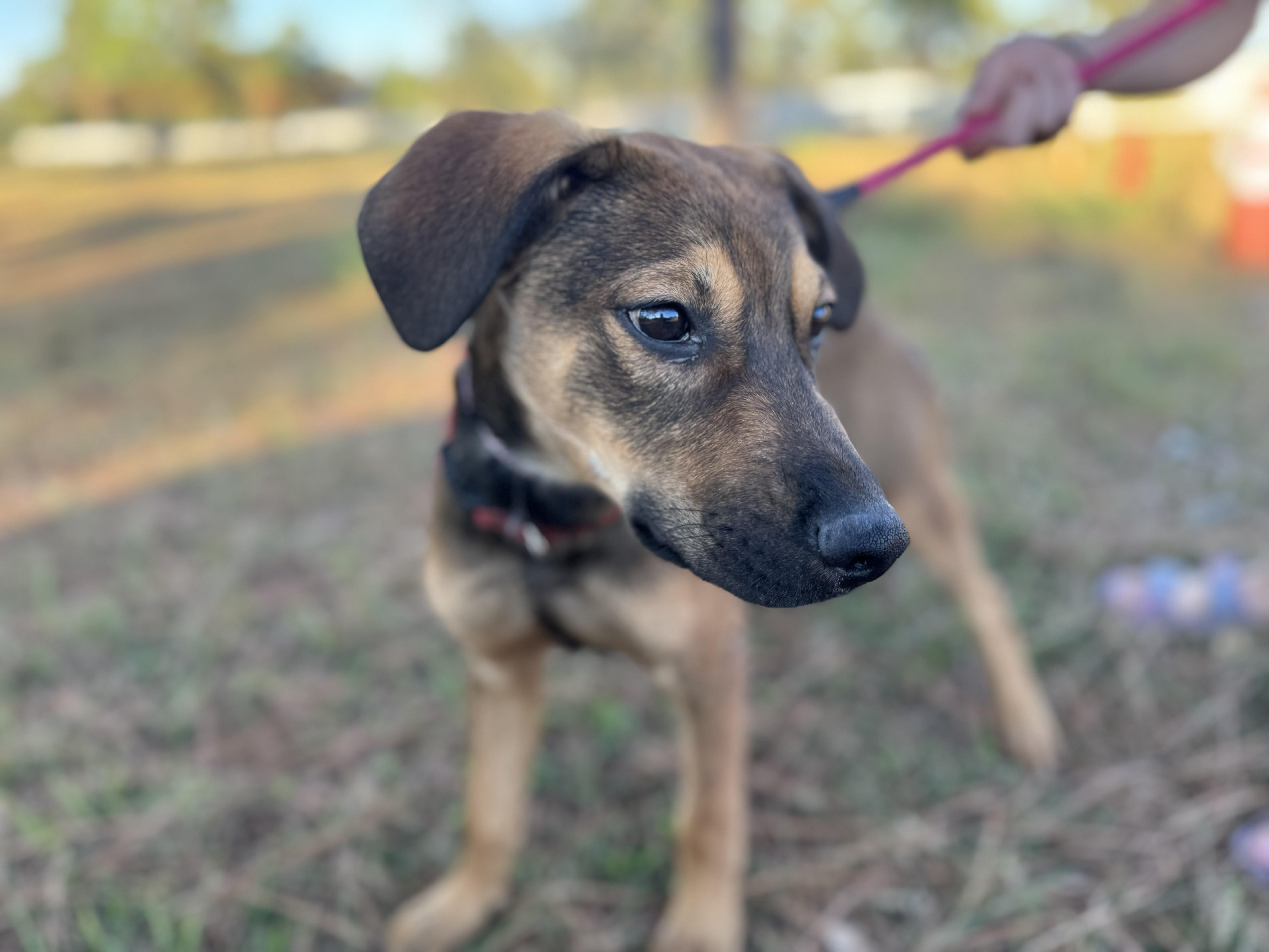 Bentley (DF litter), adopted, Puppy Male Shepherd & Labrador Retriever.