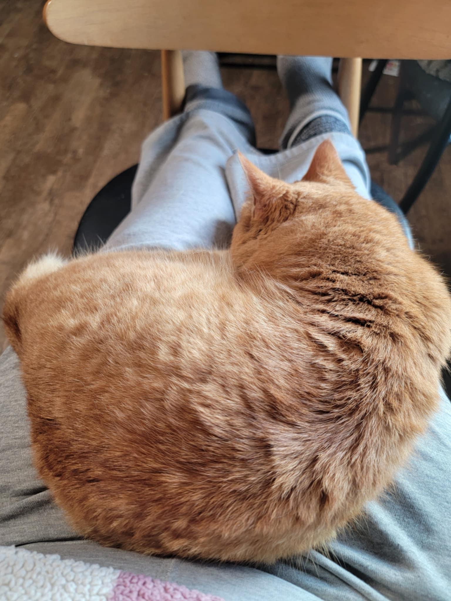 Enlarge Filbert, a Adoptable Domestic Short Hair in Eugene, OR image 4/6