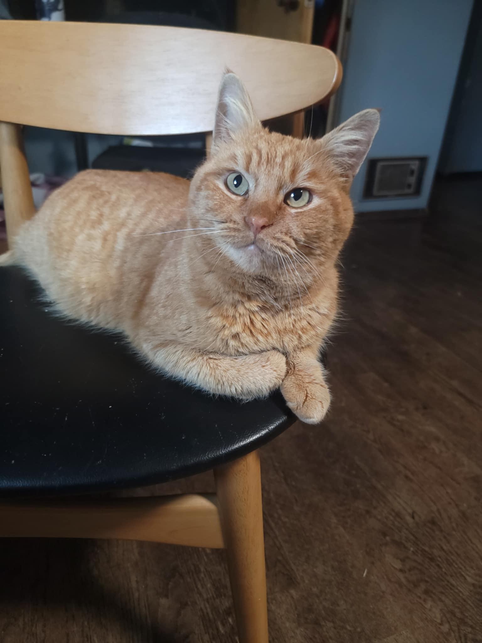 Enlarge Filbert, a Adoptable Domestic Short Hair in Eugene, OR image 1/6