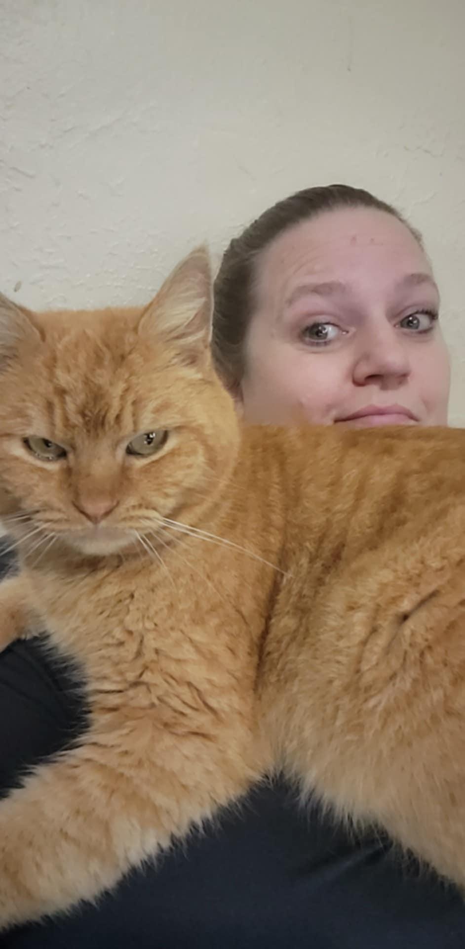 Enlarge Filbert, a Adoptable Domestic Short Hair in Eugene, OR image 5/6