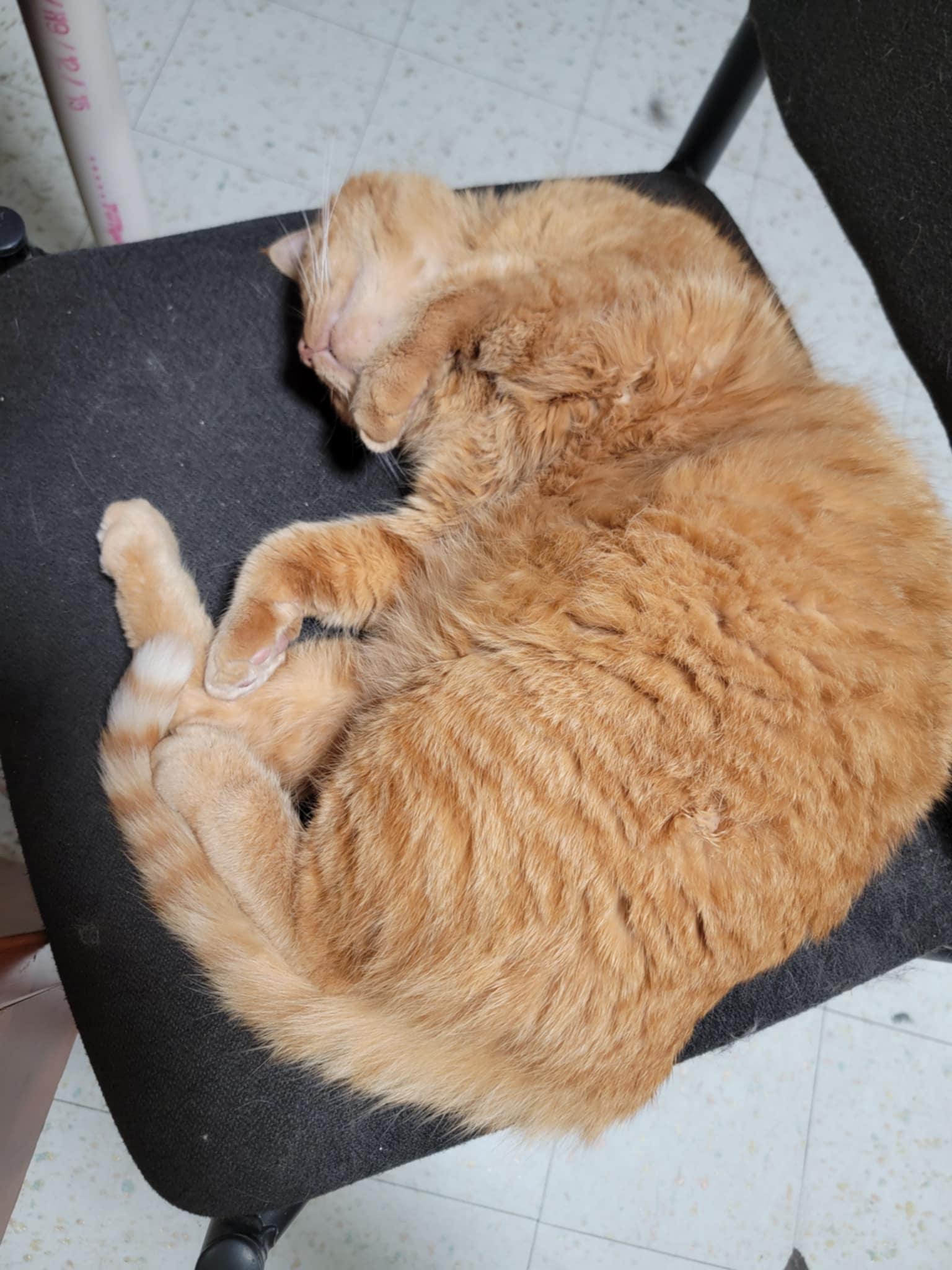 Enlarge Filbert, a Adoptable Domestic Short Hair in Eugene, OR image 6/6