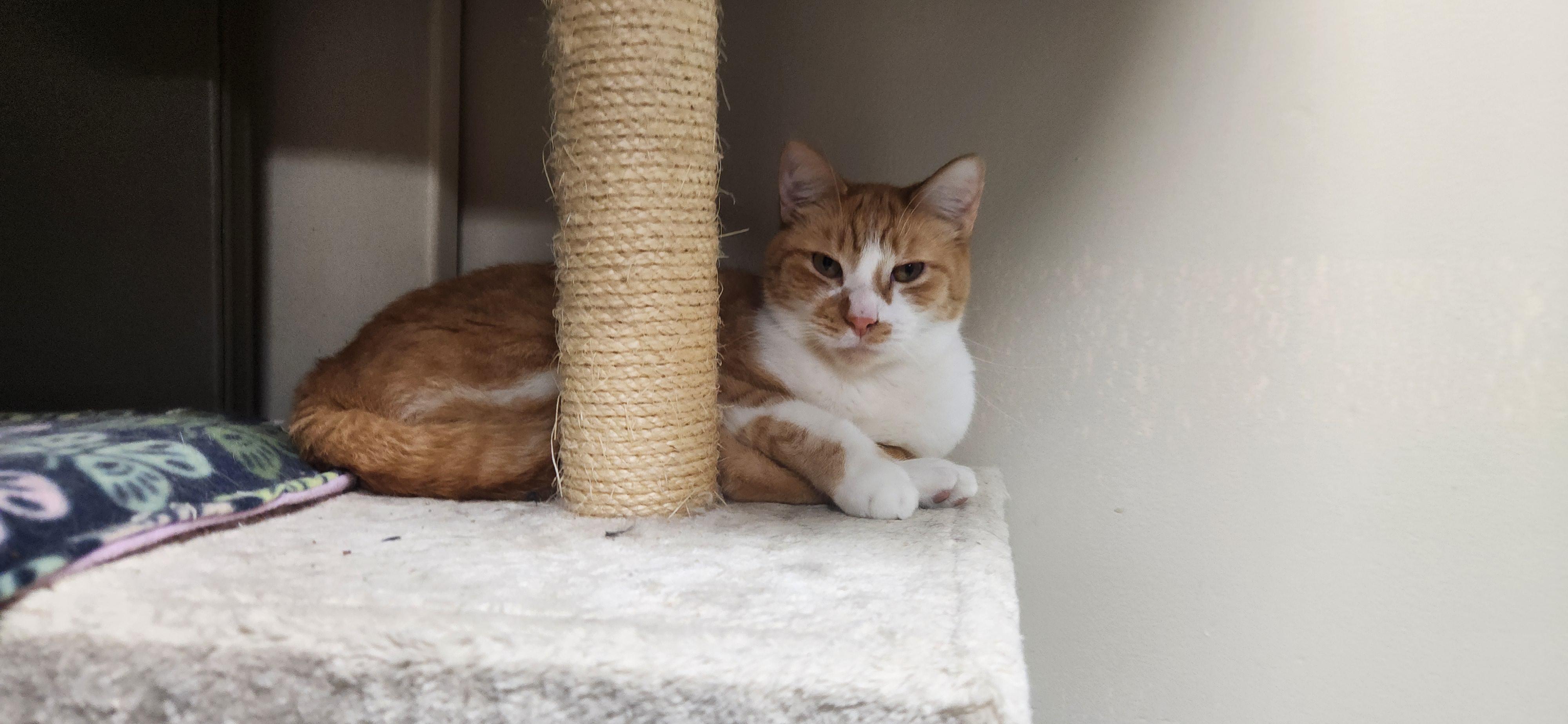 Enlarge Kimbo =^.^=, a Adoptable Domestic Short Hair in Jacksonville, FL image 2/2