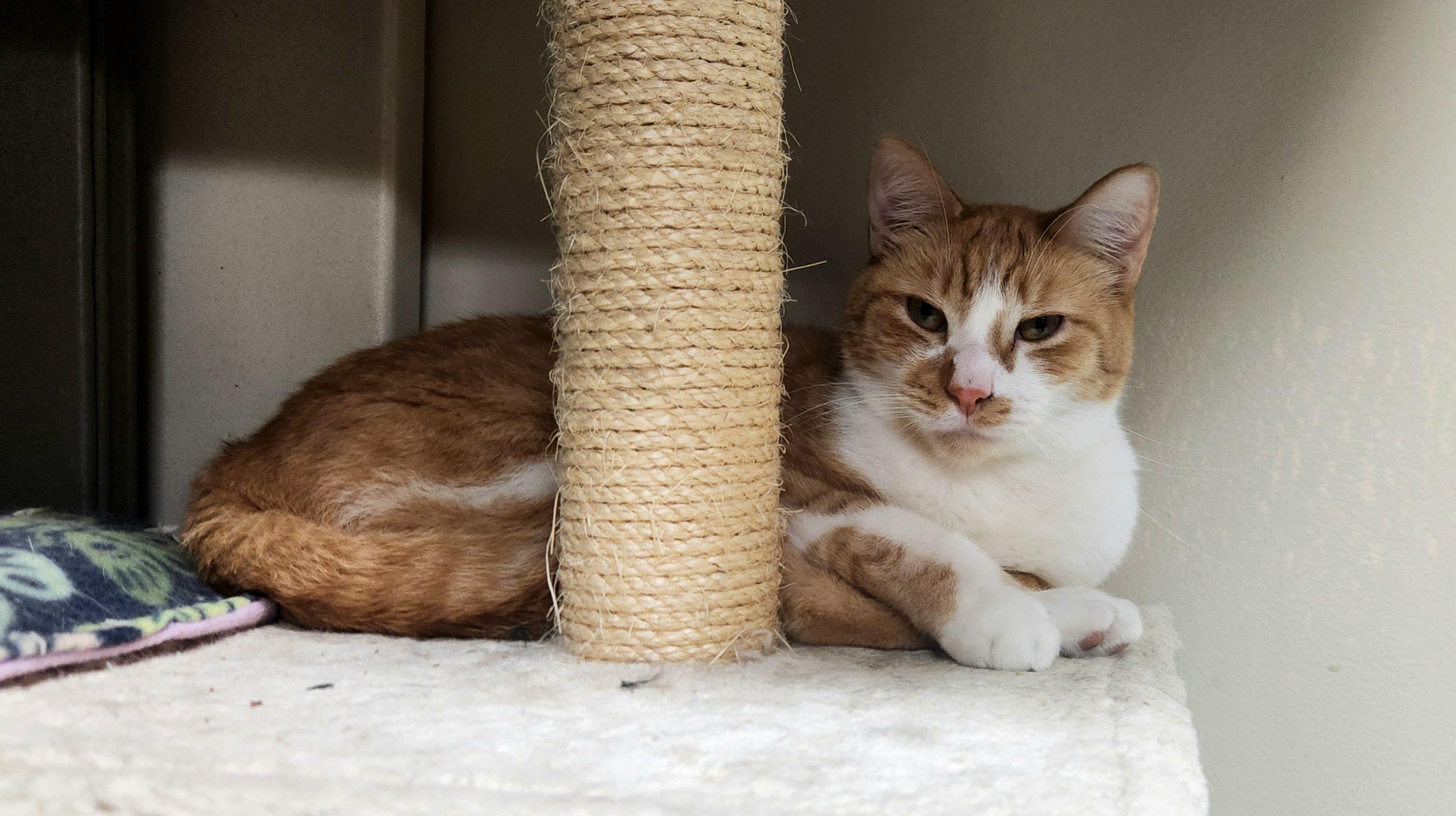 Enlarge Kimbo =^.^=, a Adoptable Domestic Short Hair in Jacksonville, FL image 1/2