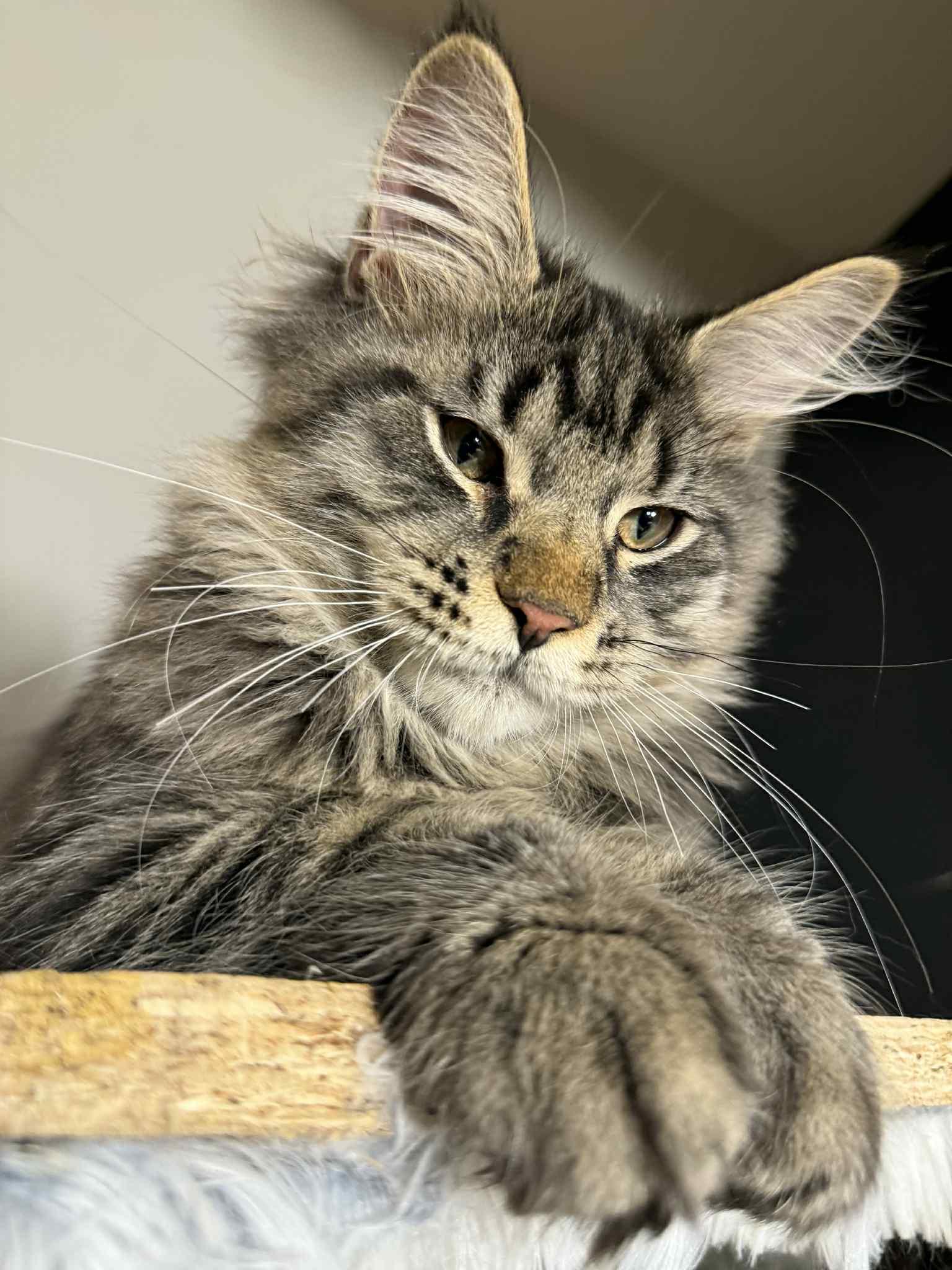 Enlarge Arien, a Adopted Maine Coon in Northlake, IL image 1/1