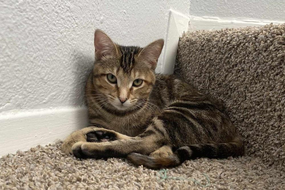 Tito, Adoptable, Young Female Tabby & Domestic Short Hair.