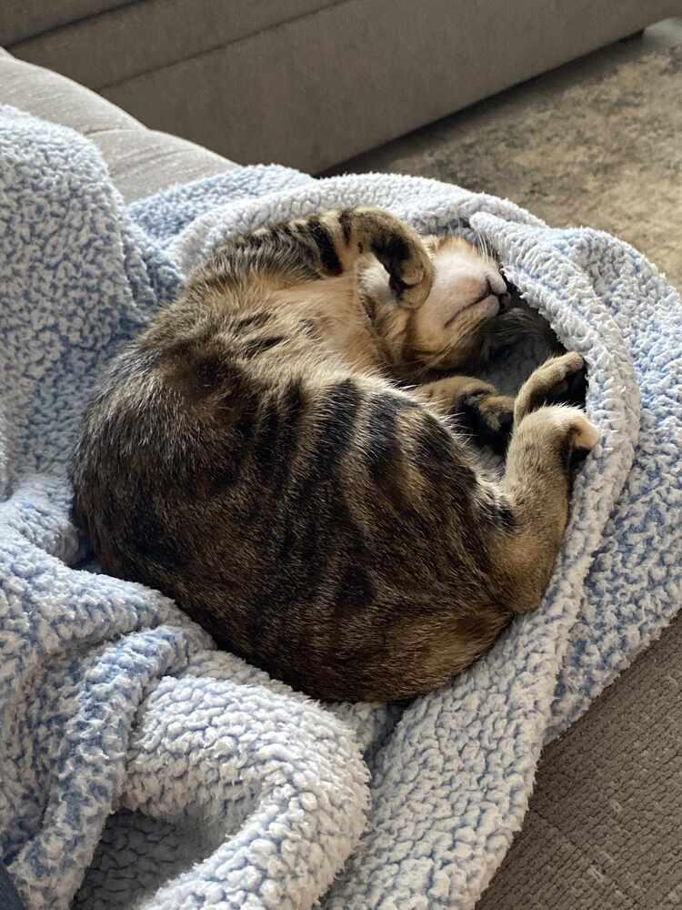 Tito, a Adoptable mixed breed in Wendell, NC image 2/3