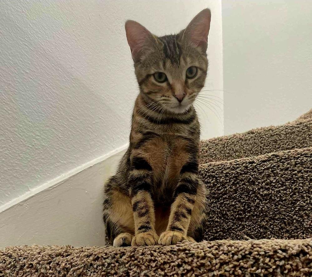 Tito, a Adoptable mixed breed in Wendell, NC image 3/3