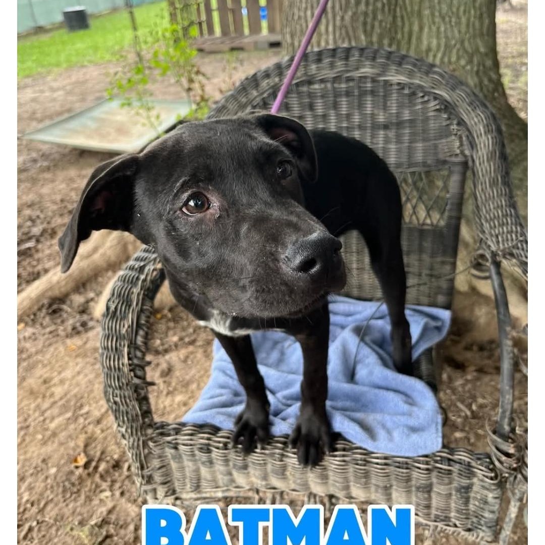 Enlarge BatMan, a ADOPTABLE mixed breed in Hampton, VA image 1/5