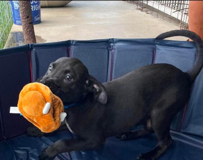 Enlarge Honey 1, a ADOPTABLE mixed breed in Hampton, VA image 3/3