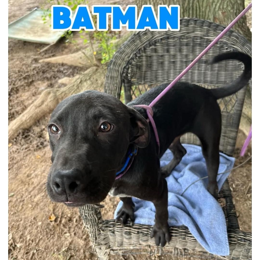 Enlarge BatMan, a ADOPTABLE mixed breed in Hampton, VA image 5/5