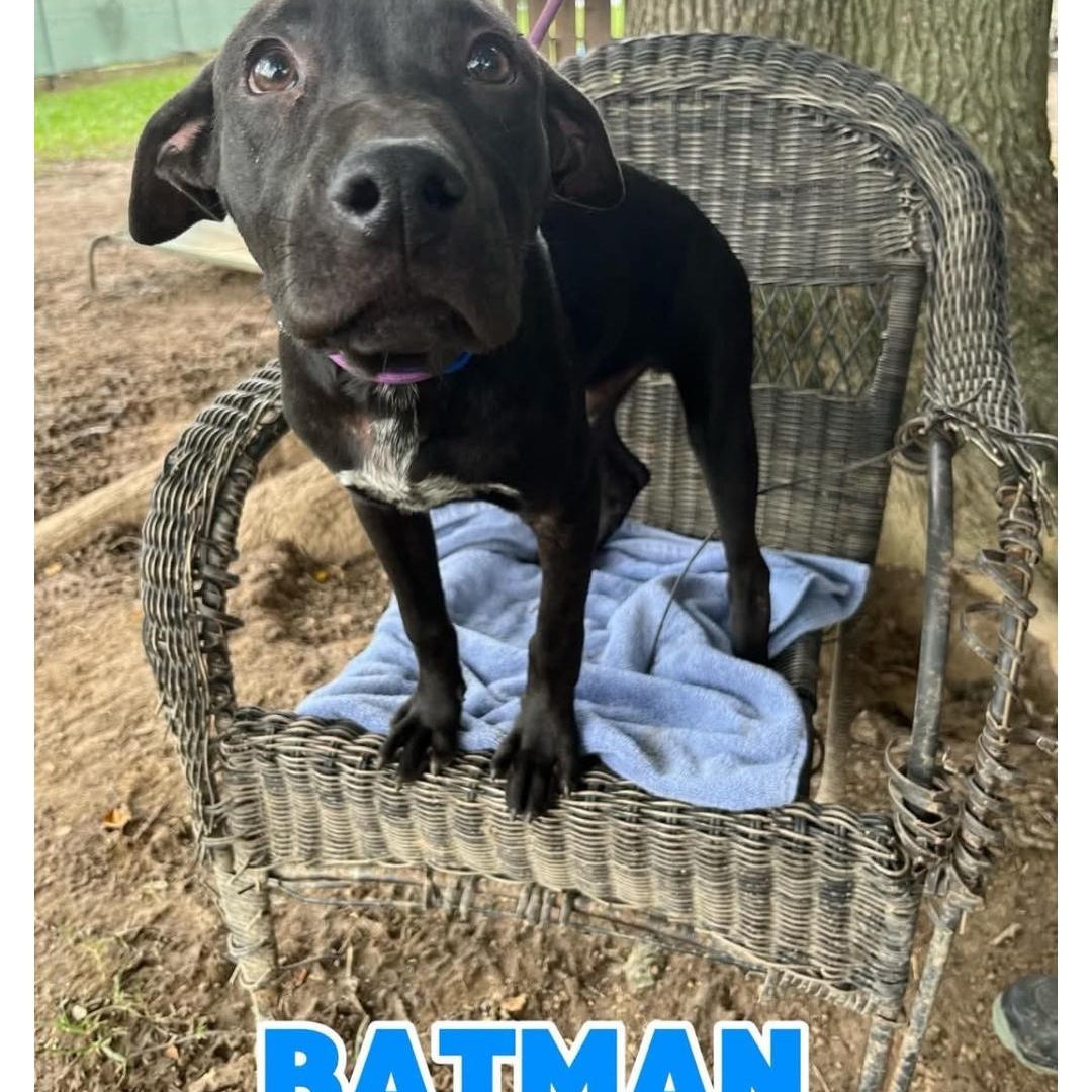 Enlarge BatMan, a ADOPTABLE mixed breed in Hampton, VA image 2/5
