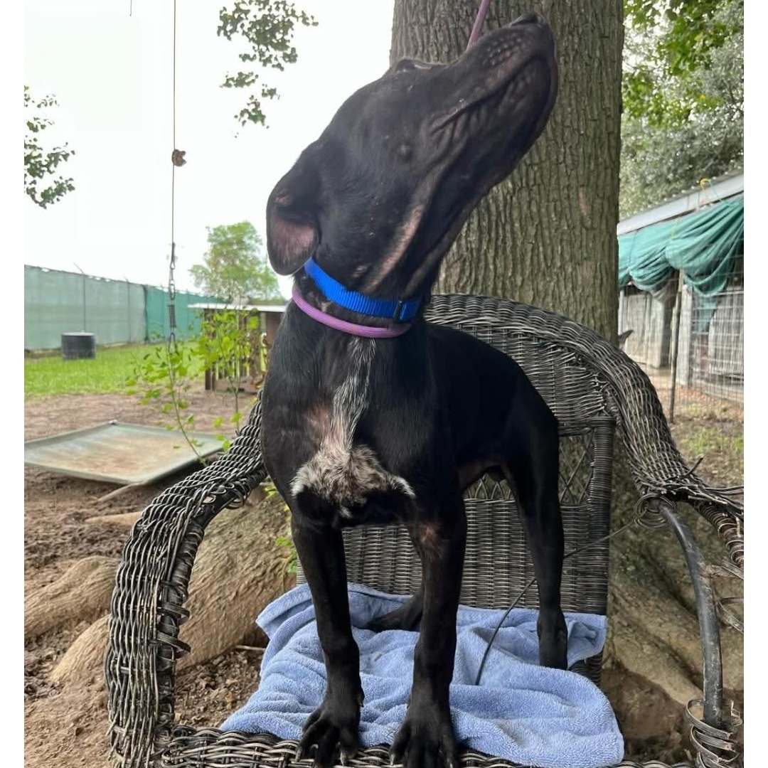 Enlarge BatMan, a ADOPTABLE mixed breed in Hampton, VA image 4/5
