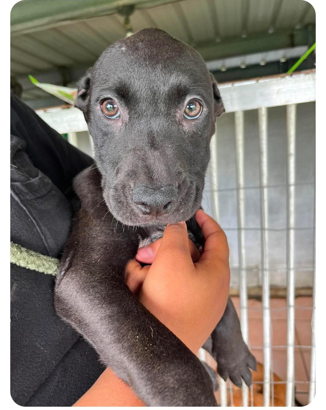 Honey 1, ADOPTABLE, Young Female Labrador Retriever.