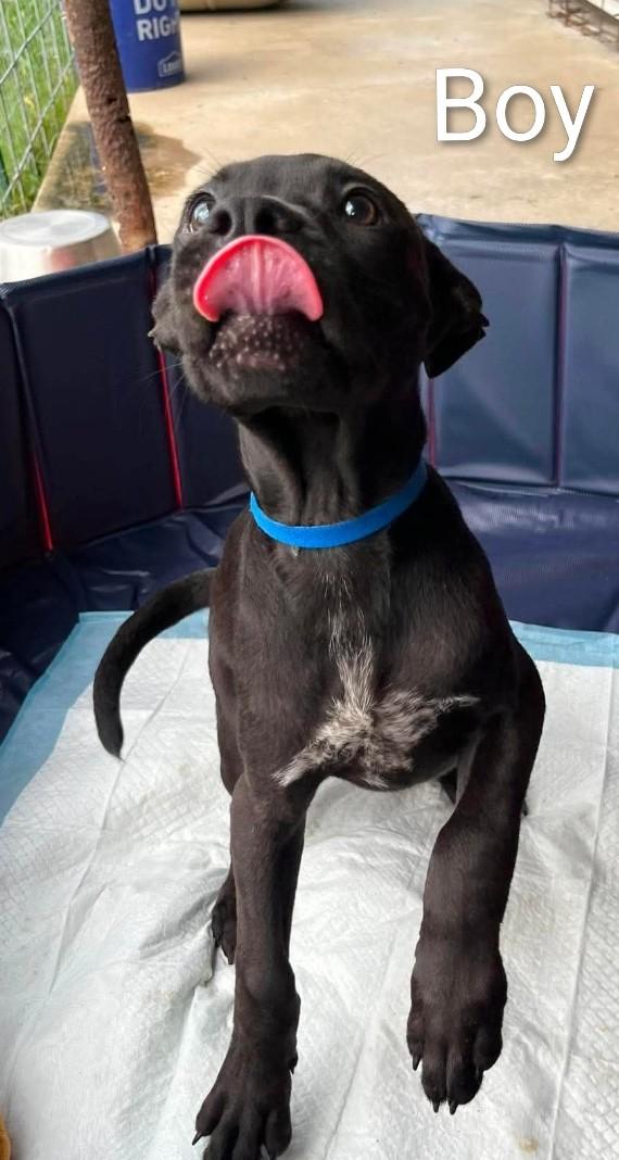Enlarge Honey 1, a ADOPTABLE mixed breed in Hampton, VA image 2/3